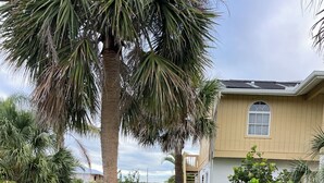 A residential area with a house, palm trees, and a garden with various plants and flowers.