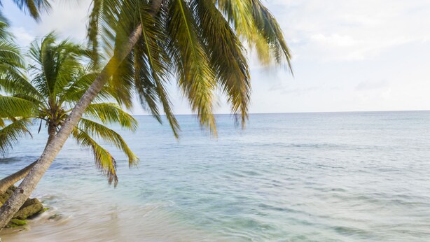 A beach with palm trees and calm ocean water. - Comfortable beachfront cottage, full amenities, fabulous deck overlooking beach  (St. Peter)