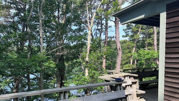 A wooden deck with benches and picnic tables, surrounded by tall trees.