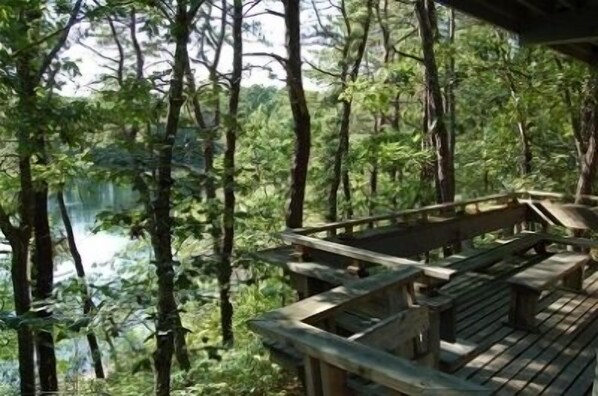 Step out onto this serene forest deck, surrounded by towering trees.