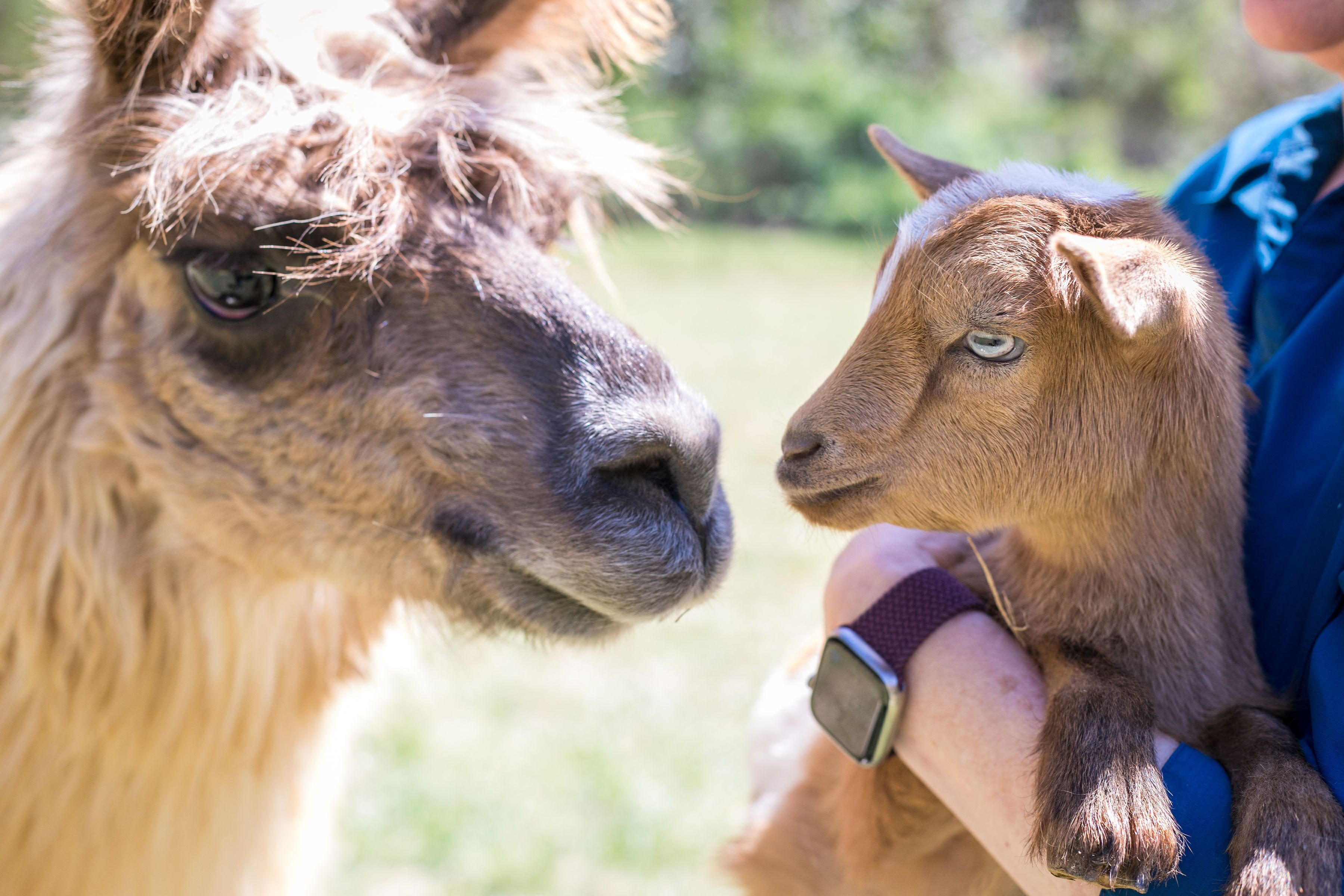 Hummingbird Cabin - Llama, Petting Goats, Fresh Eggs, Hot Tub and Hiking Trails