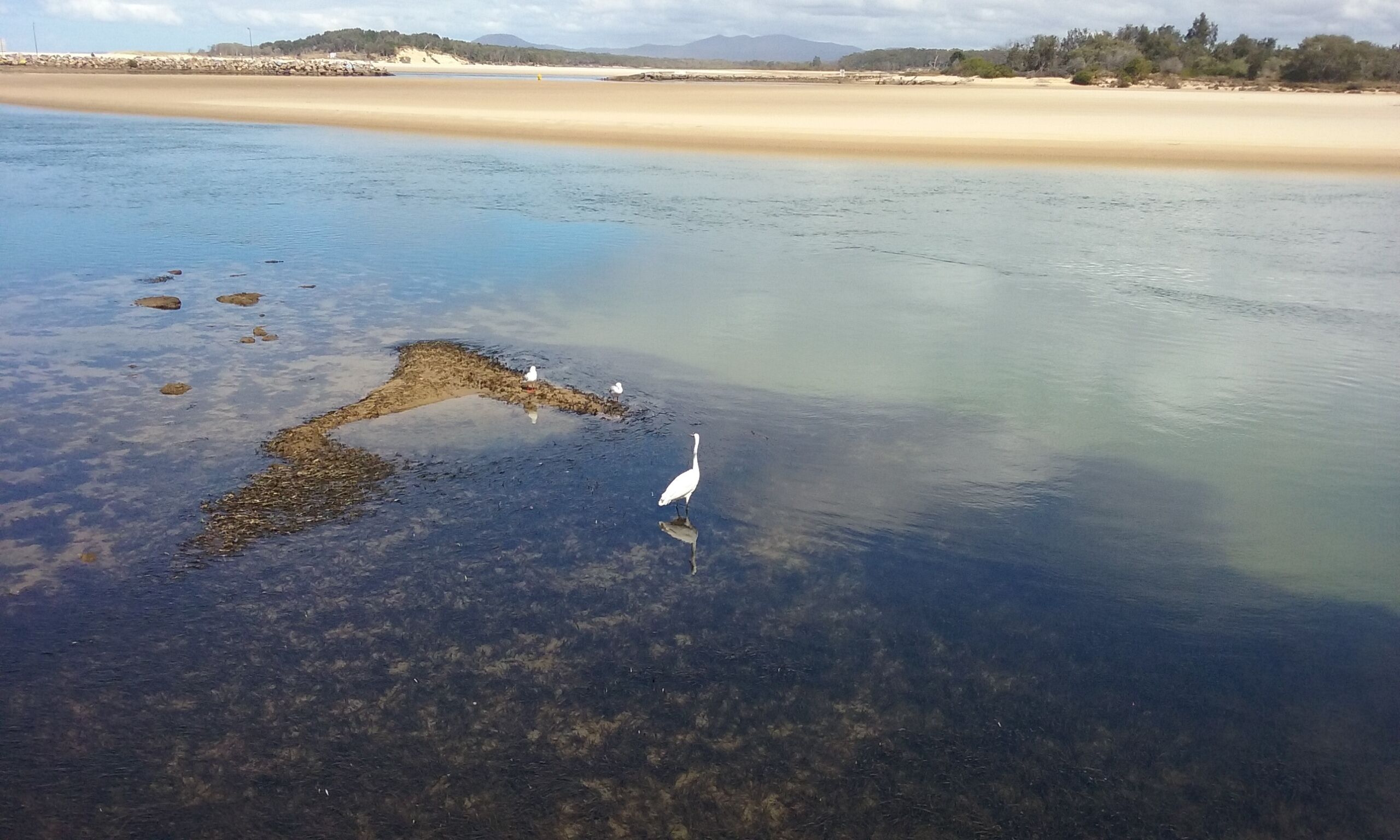 A beach with clear water, a sandy shore, and a bird standing on the water.