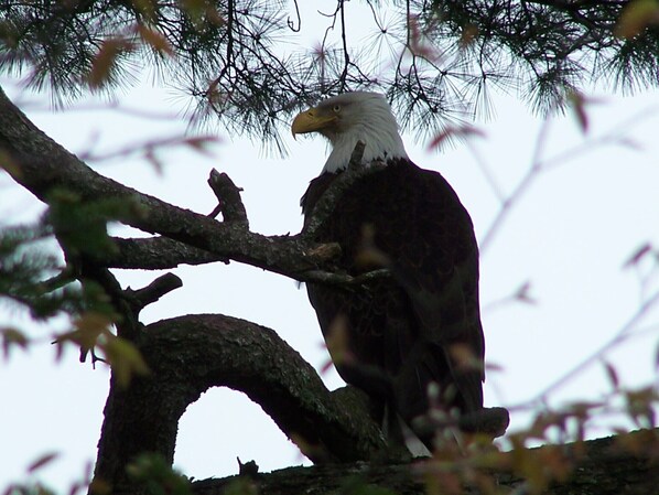 An eagle perched on a tree branch. - A modern, cosy, ocean-front, beach (rock) acces Cottage (Birch Plain)
