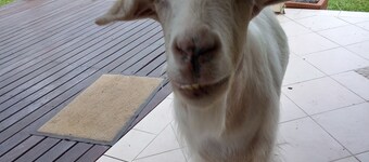 Hillcrest Cottage @ Berry