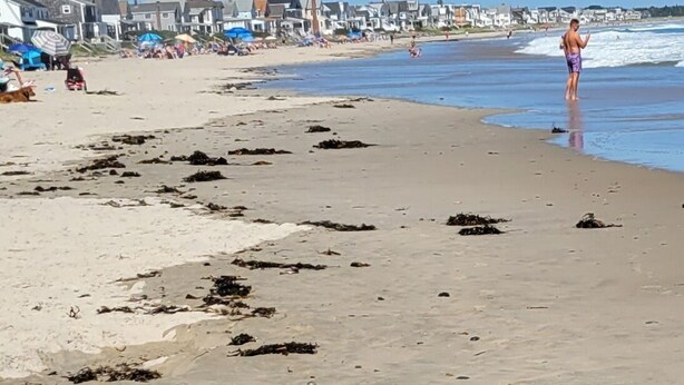 A beach with houses in the background and a person in the water. - Beachy Condo! Cozy studio 3 minutes to Wells Beach (Wells)