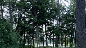 Una terrassa de fusta que s'enduu a una zona boscosa amb una varietat de plantes i arbres.