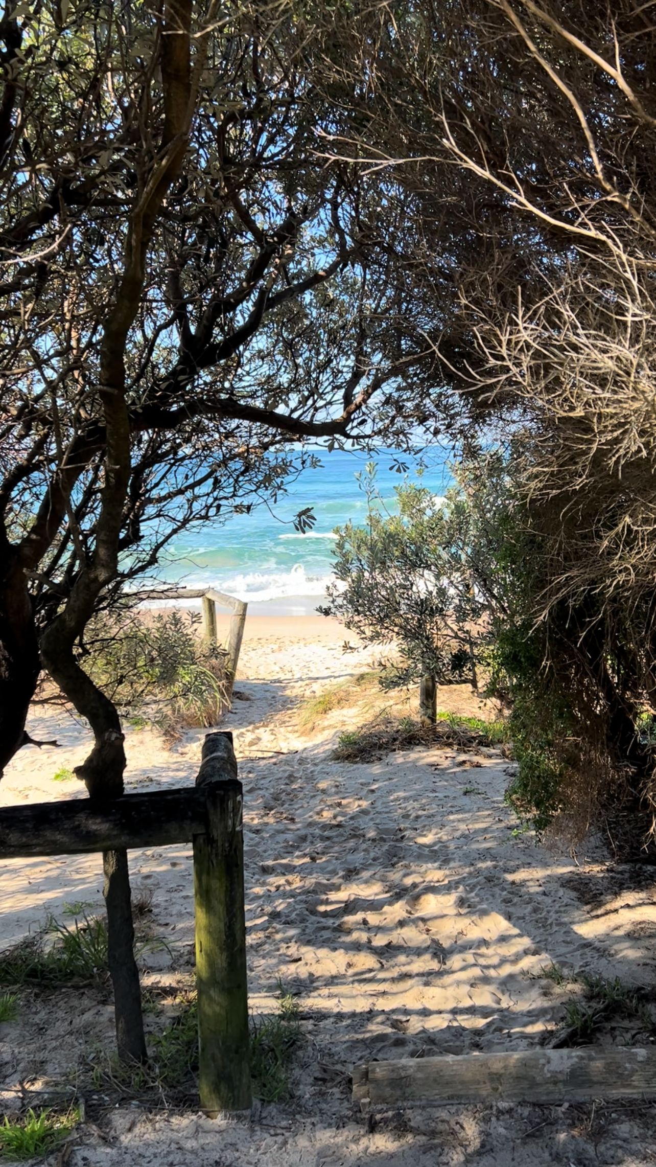 A sandy beach path with trees and a wooden fence.
