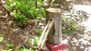 Un poste de madera con base roja, rodeado de follaje natural.