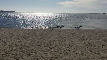 A sandy beach with seagulls flying near the water.