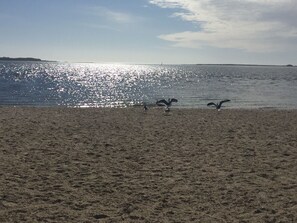 Una playa arenosa con gaviotas volando cerca del agua.