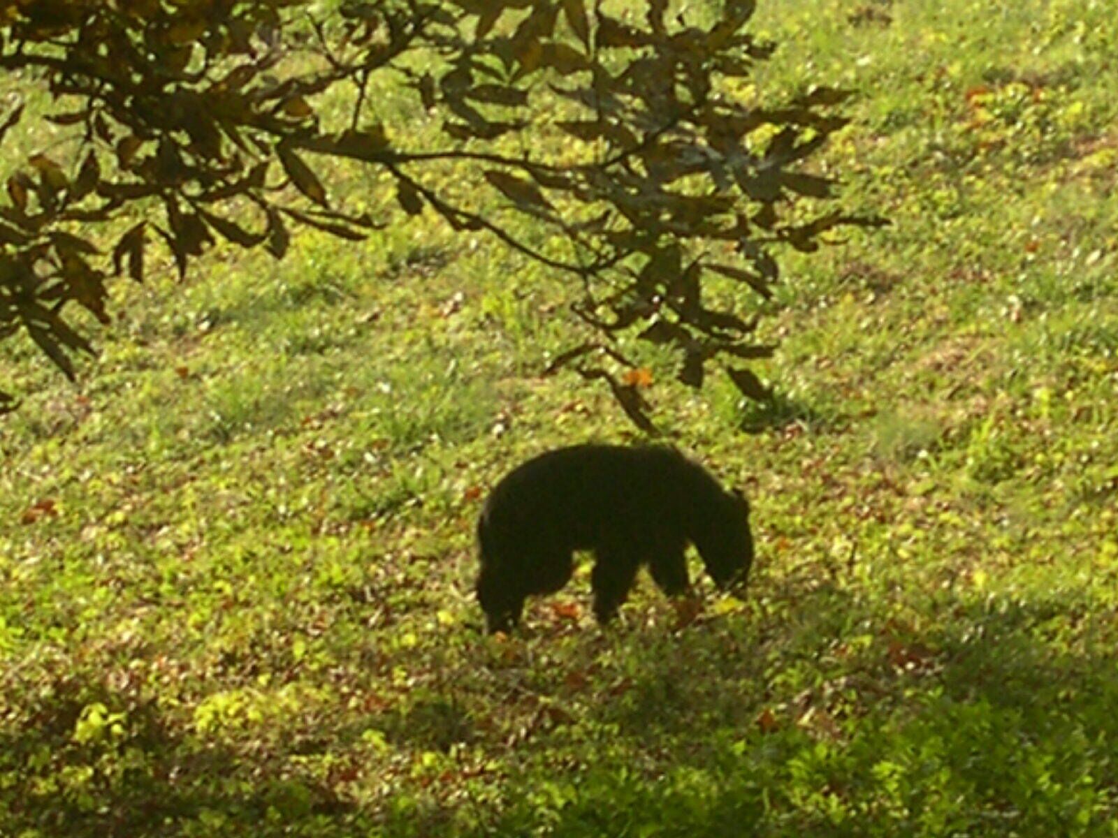 Un oso en una zona con hierba y árboles al fondo.