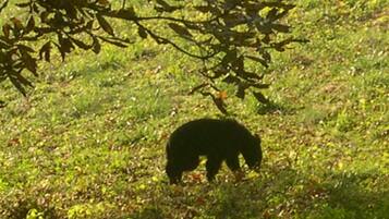 Un oso en una zona con hierba y árboles al fondo.