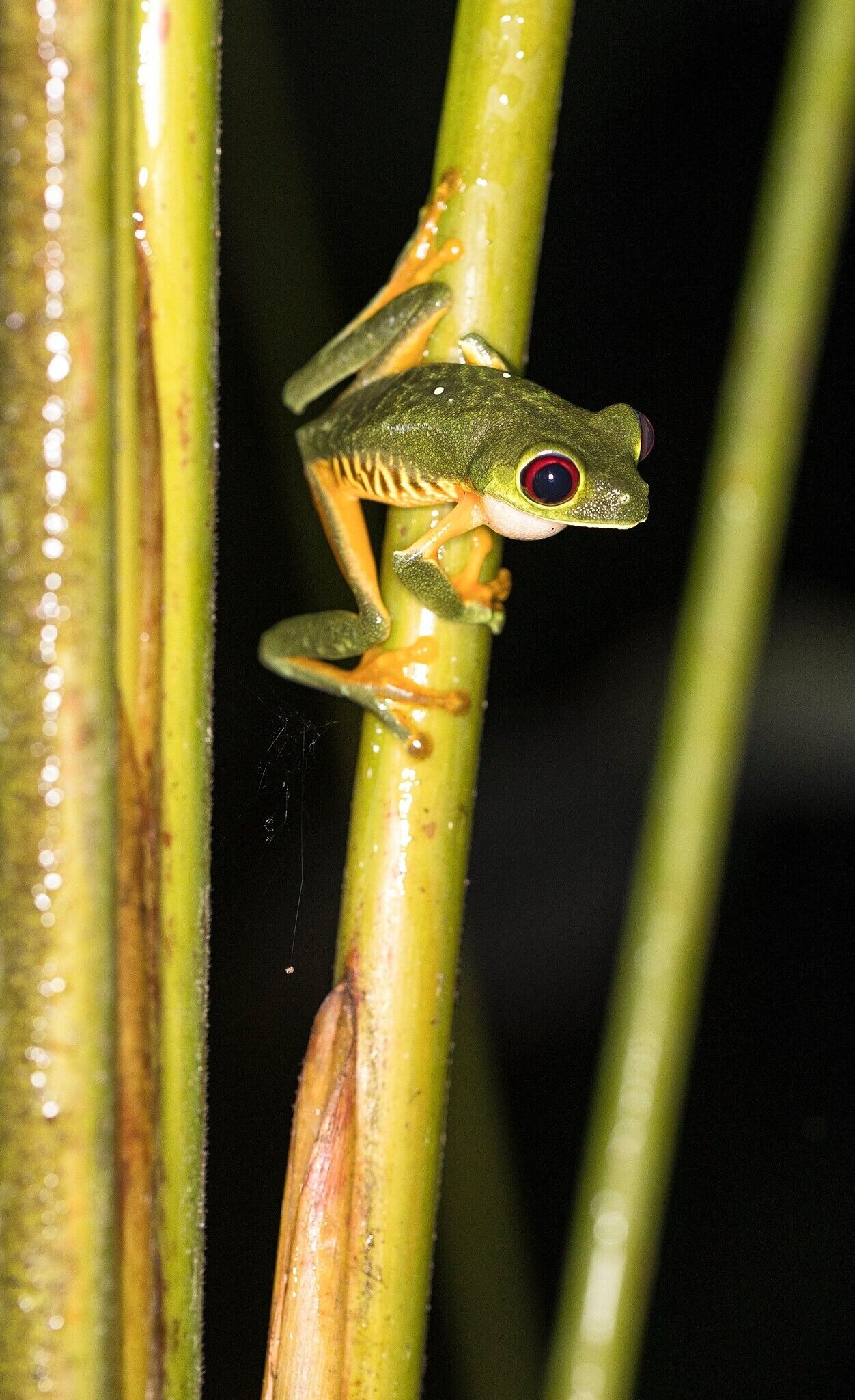 A frog perched on a green plant stem.