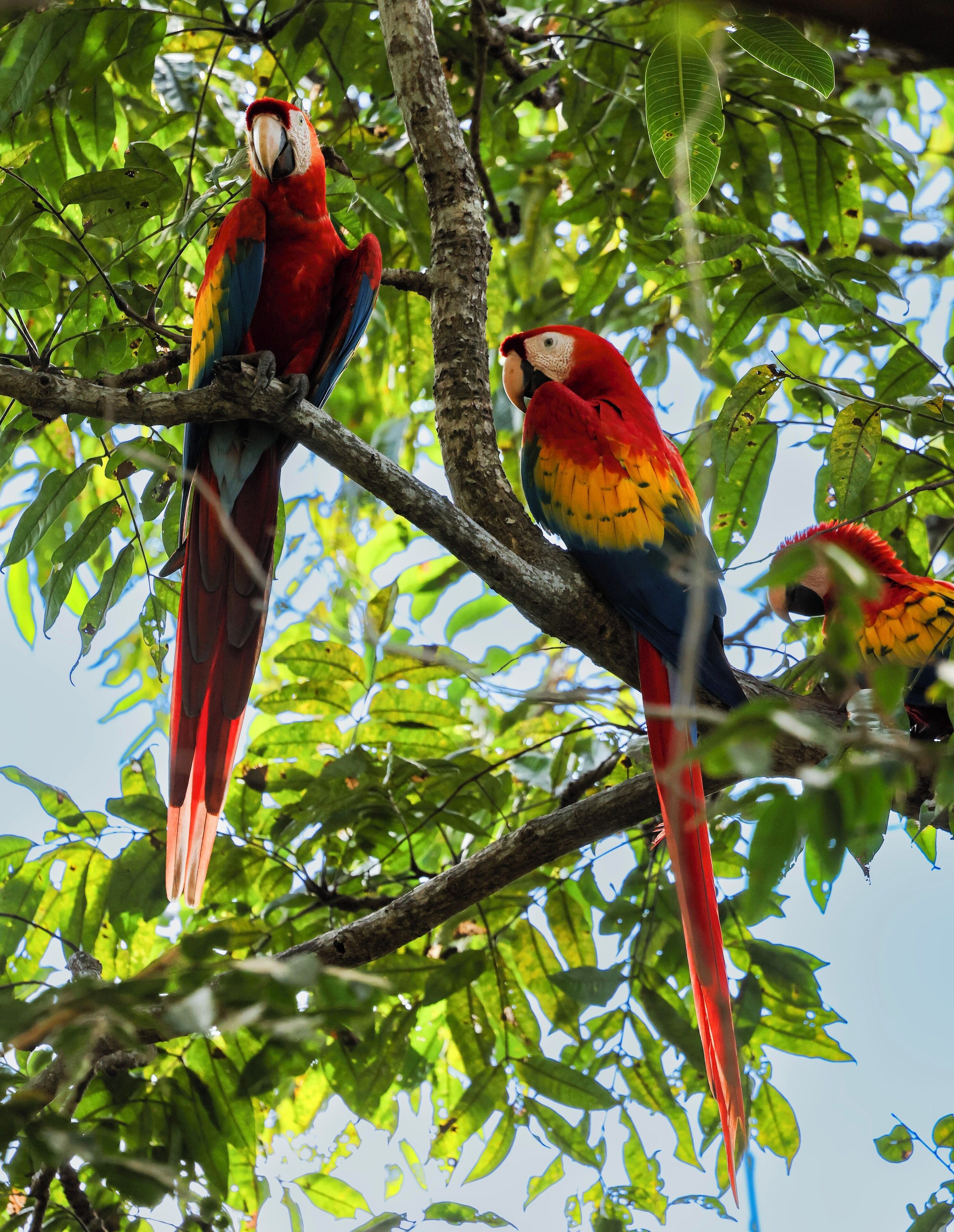 Deux aras, un rouge et un bleu, étaient perchés sur une branche d’arbre.