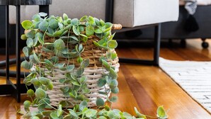 A wicker basket with green foliage on a wooden floor, a grey sofa with a white cushion, and a black side table with a white object on it. - Designer Styled Studio in Central Trendy Glebe (Glebe)
