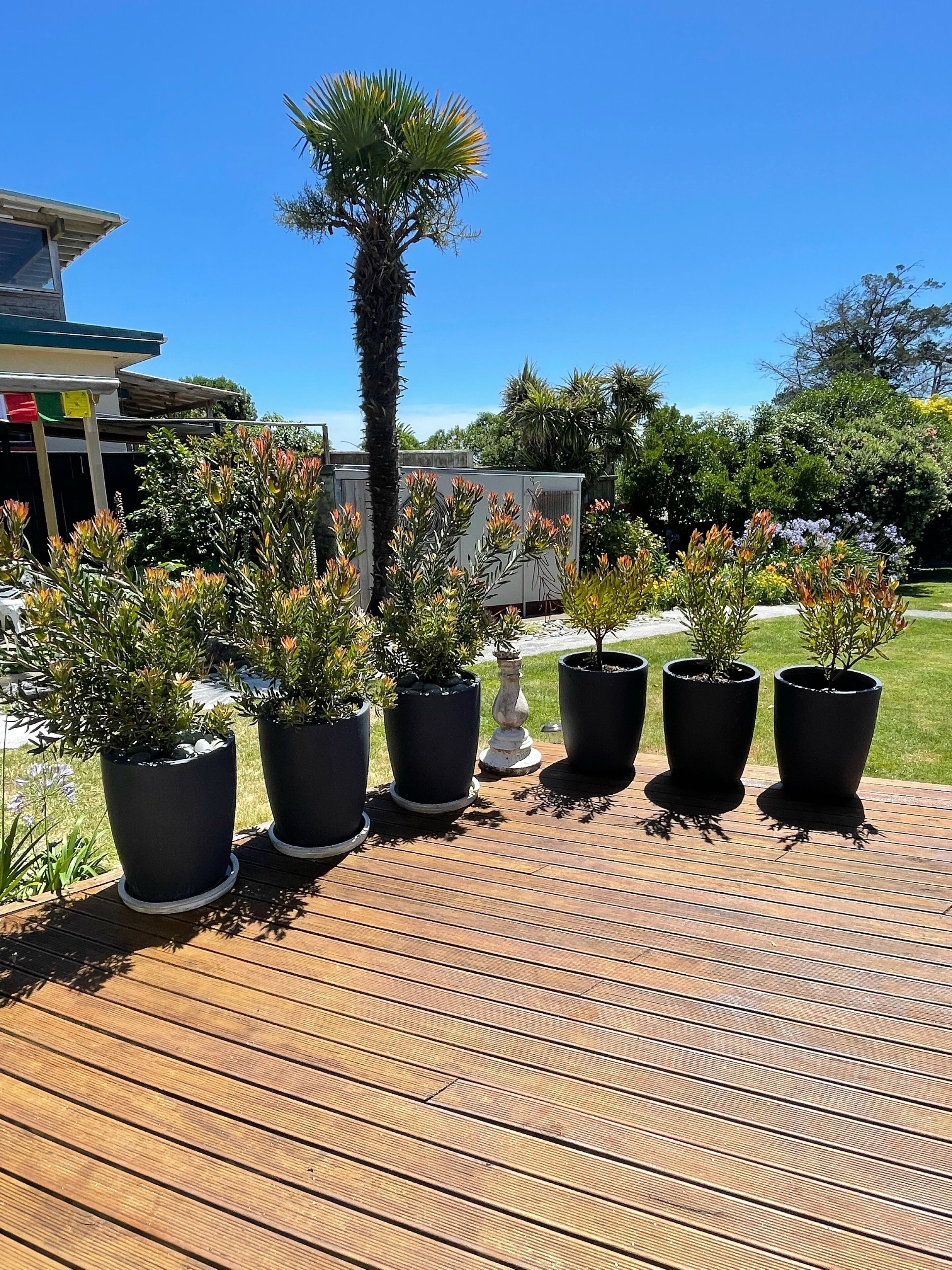 Deck with planters, little shed in background is outside toilet and basin.