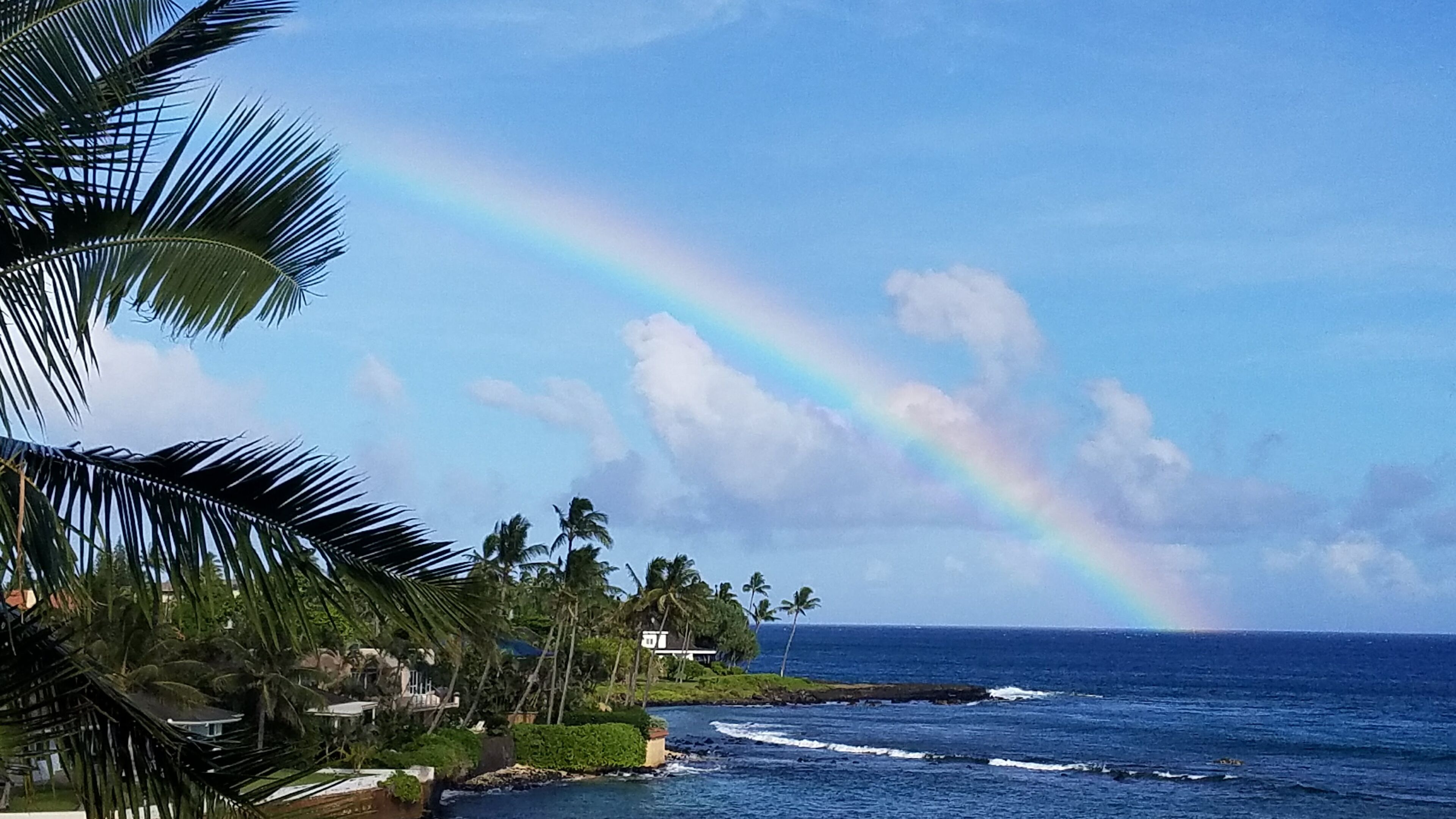 A coastal view with a rainbow, palm trees, and ocean waves.
