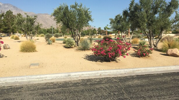 Un paysage désertique avec différents types de cactus et d’arbustes, un ciel dégagé et des montagnes en arrière-plan.