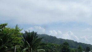 Un paisaje exuberante con abundante vegetación y una colina al fondo.