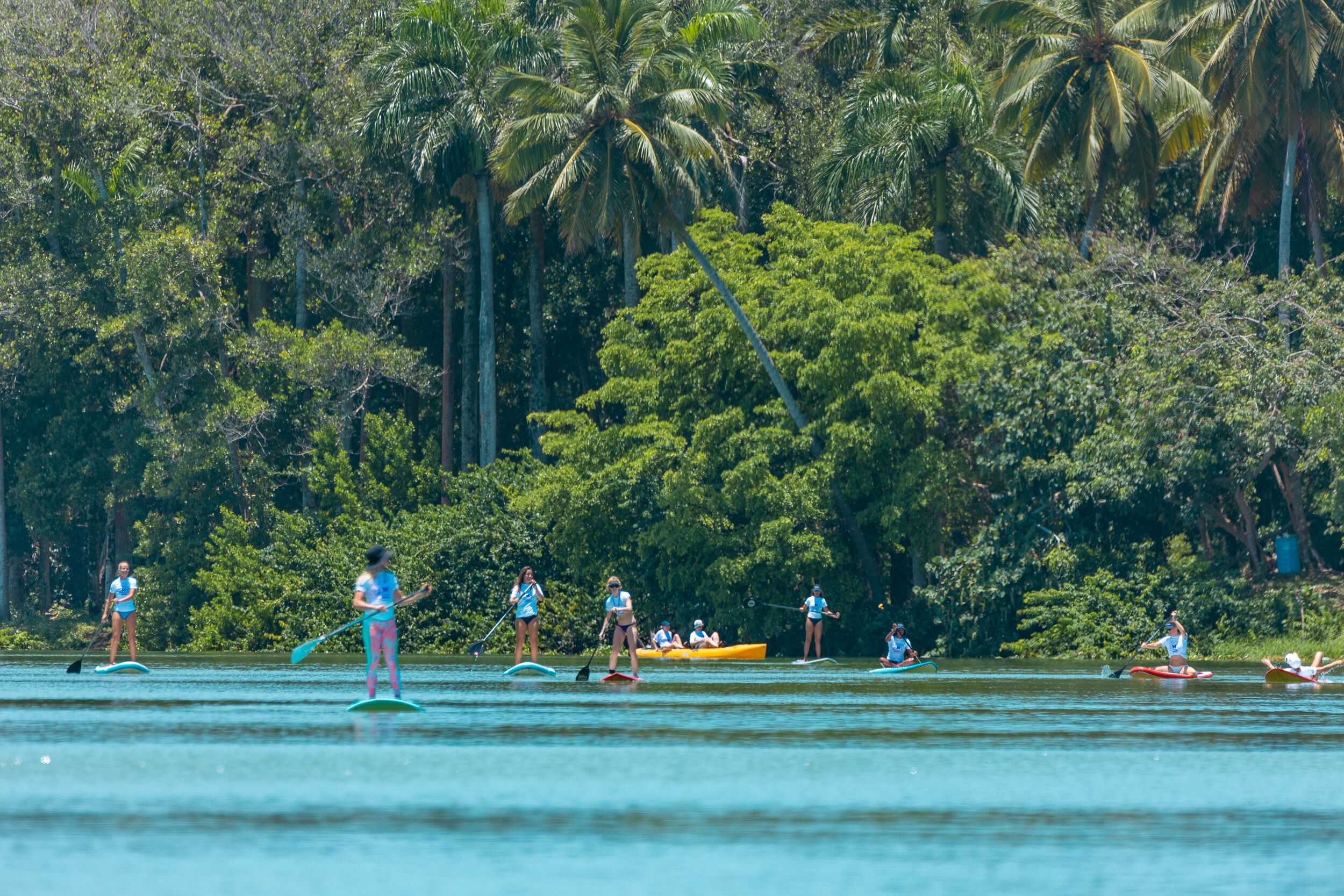 Un grup de persones fent paddleboard sobre aigües tranquil·les, amb una vegetació tropical abundant al fons.