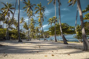 Uma praia com palmeiras e vista para o oceano.