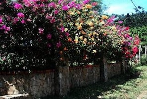 COLORFUL BOUGANVILLA ABOUNDS IN COSTA RICA