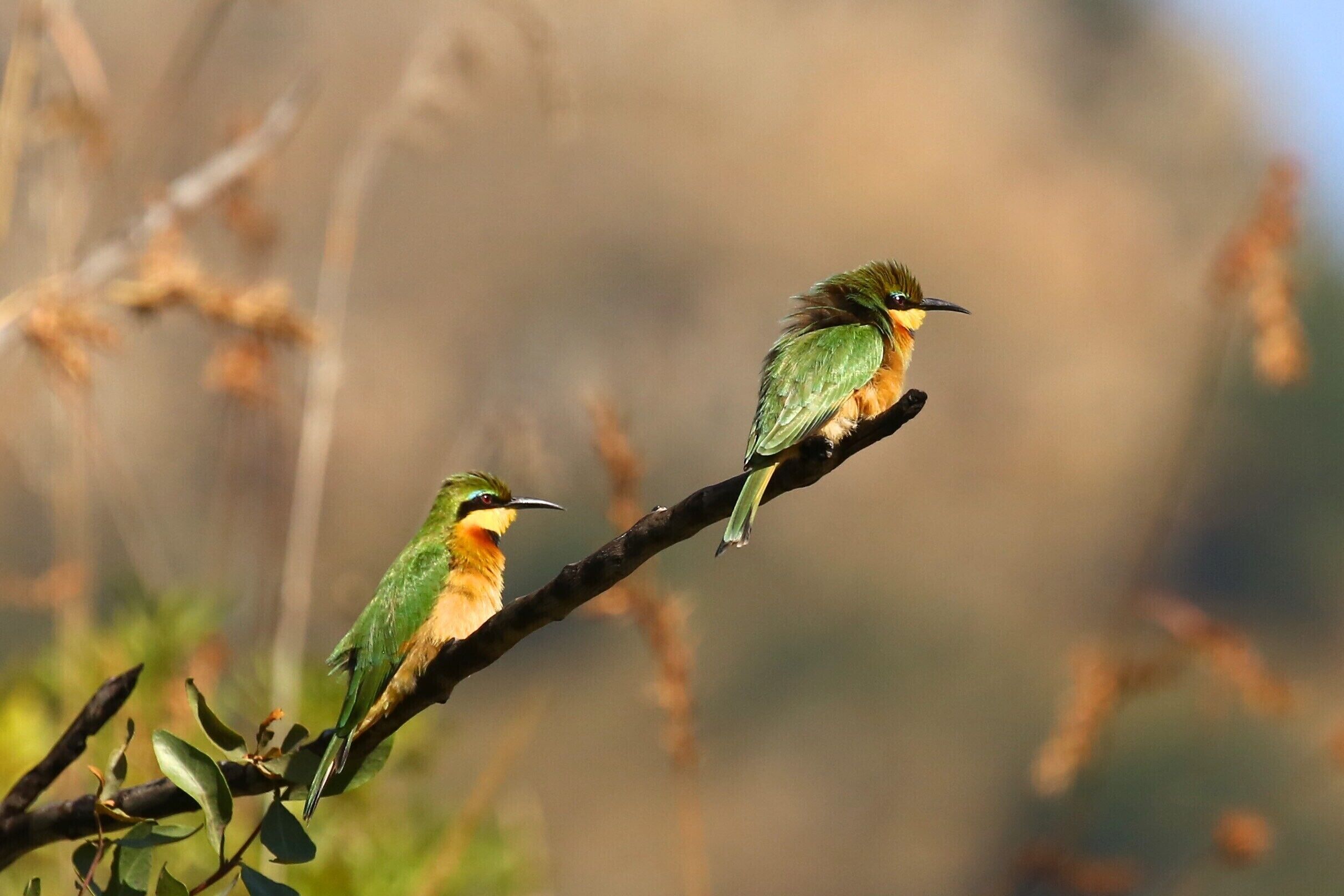 Deux oiseaux étaient perchés sur une branche.