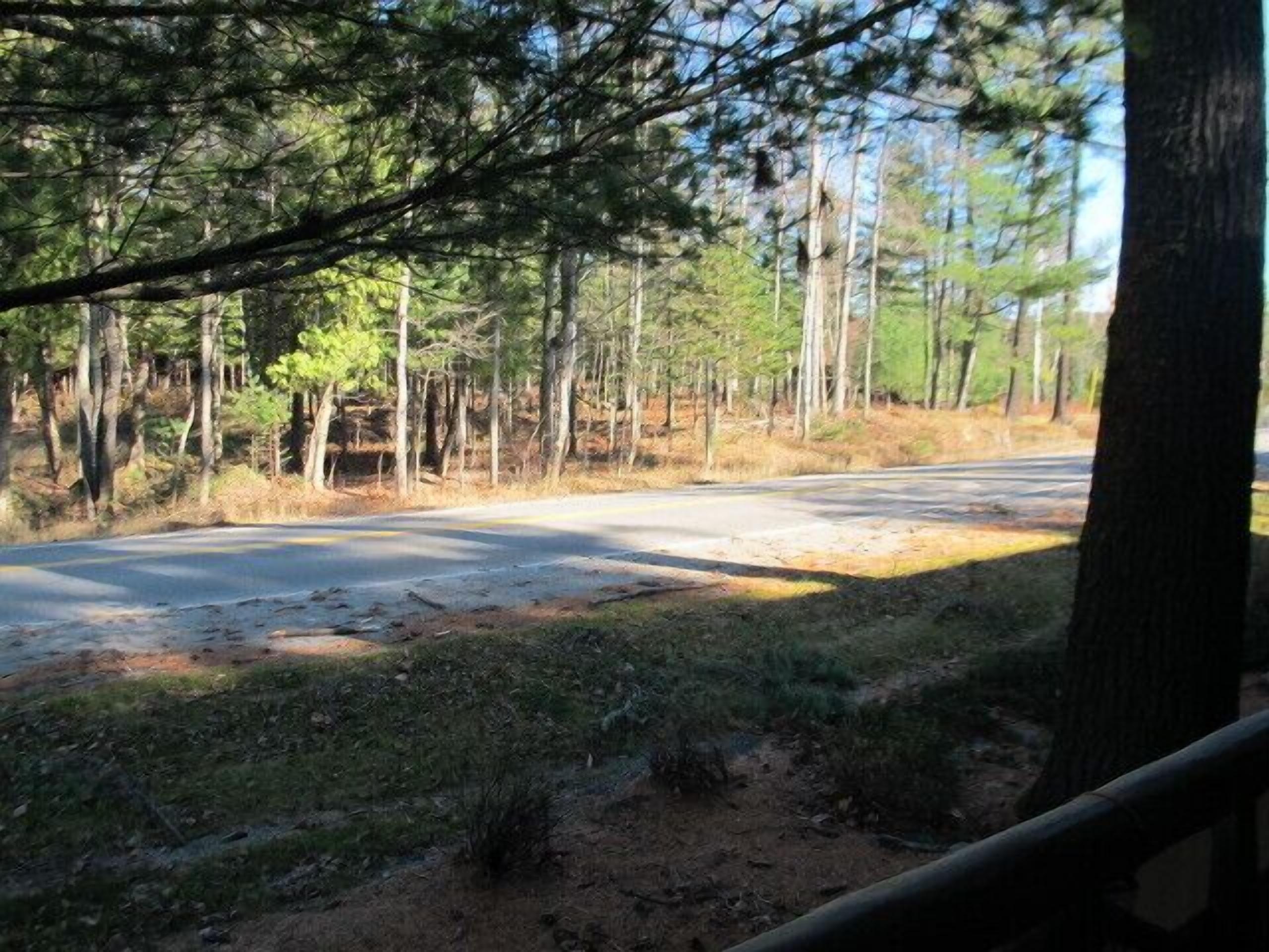A road through a forest with trees and a grassy area.