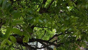 Eine Steinterrasse mit einem Baum, der Schatten spendet, ein Korbstuhl und ein kleiner Tisch.