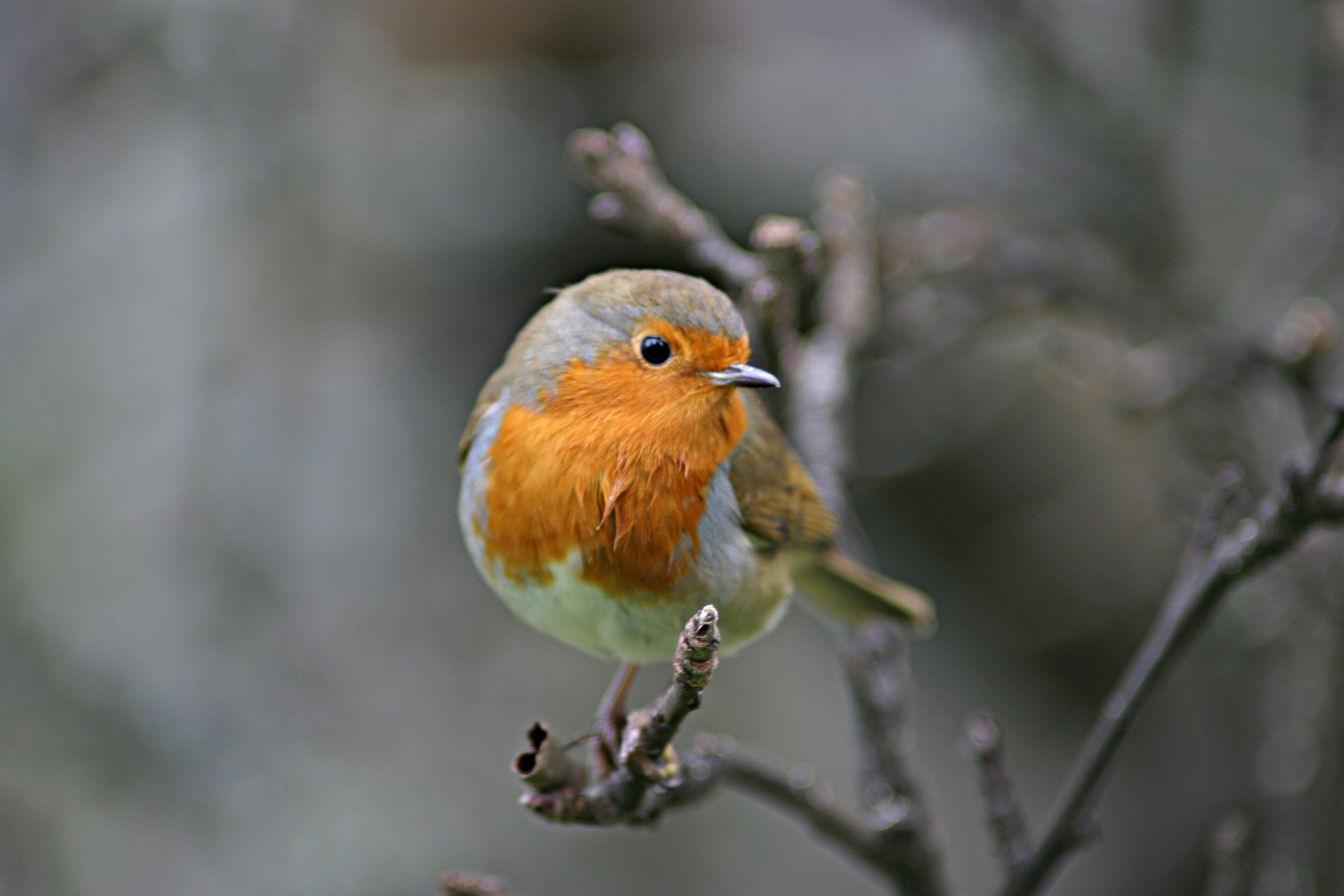 A bird perched on a branch.