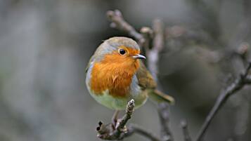 A bird perched on a branch.