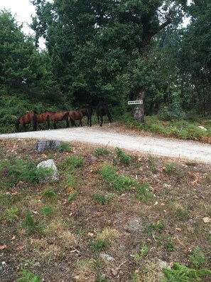 Property grounds