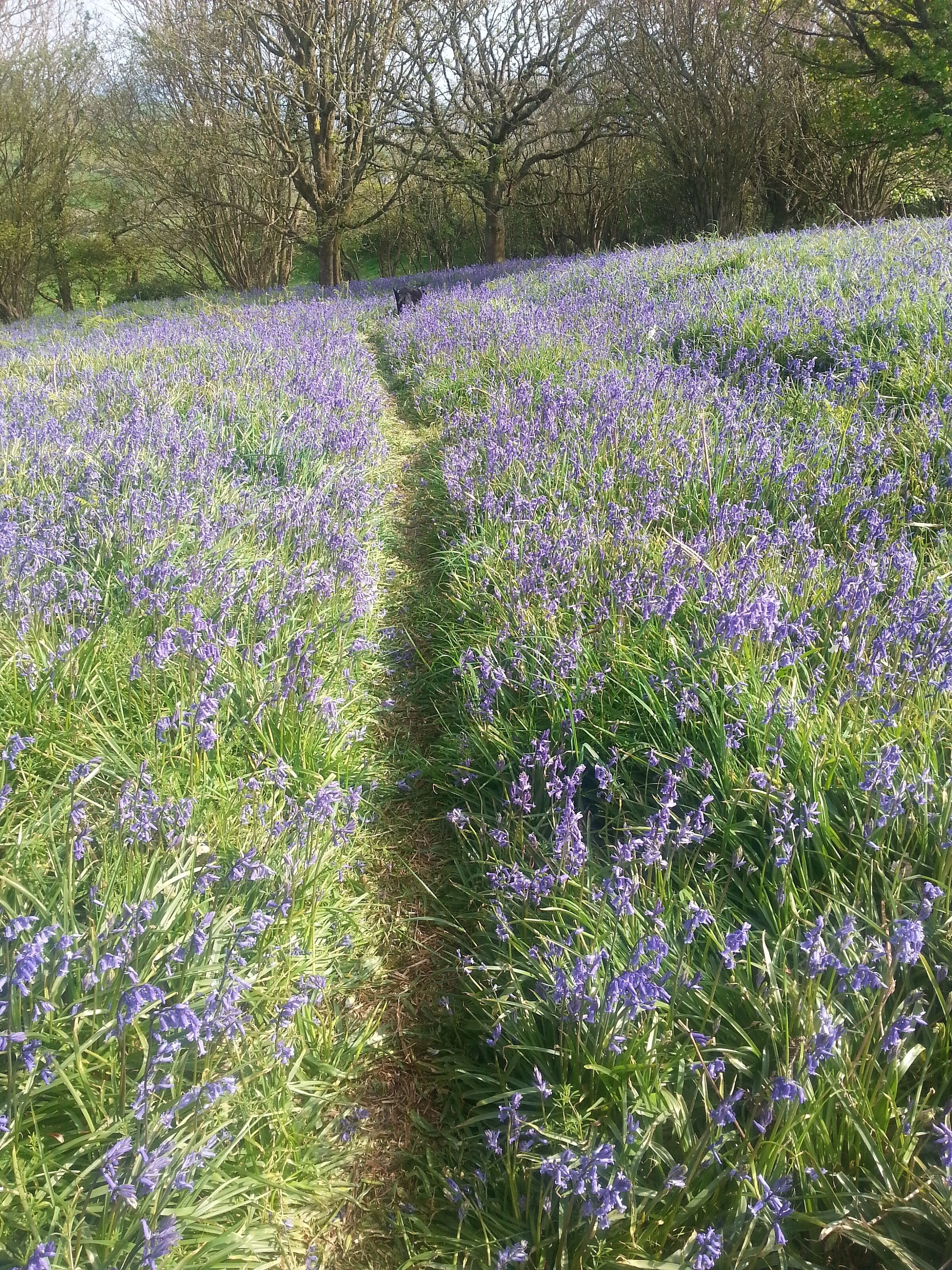 A field of purple flowers with a path in the center.