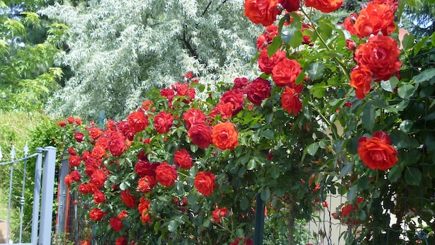 Un jardín con abundante enredadera de rosas rojas trepando por una valla de metal.