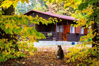 Log Cabin 1, Sleeps 2+1, Great Views, Pet Friendly, Lake, Forest View, Dbl Bed