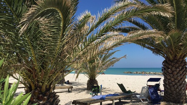 Ein Strand mit Palmen, einer Holzbank und einem Stuhl.