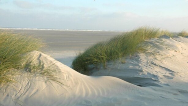 A sandy beach with dunes and grass.