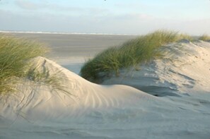 A sandy beach with dunes and grass.