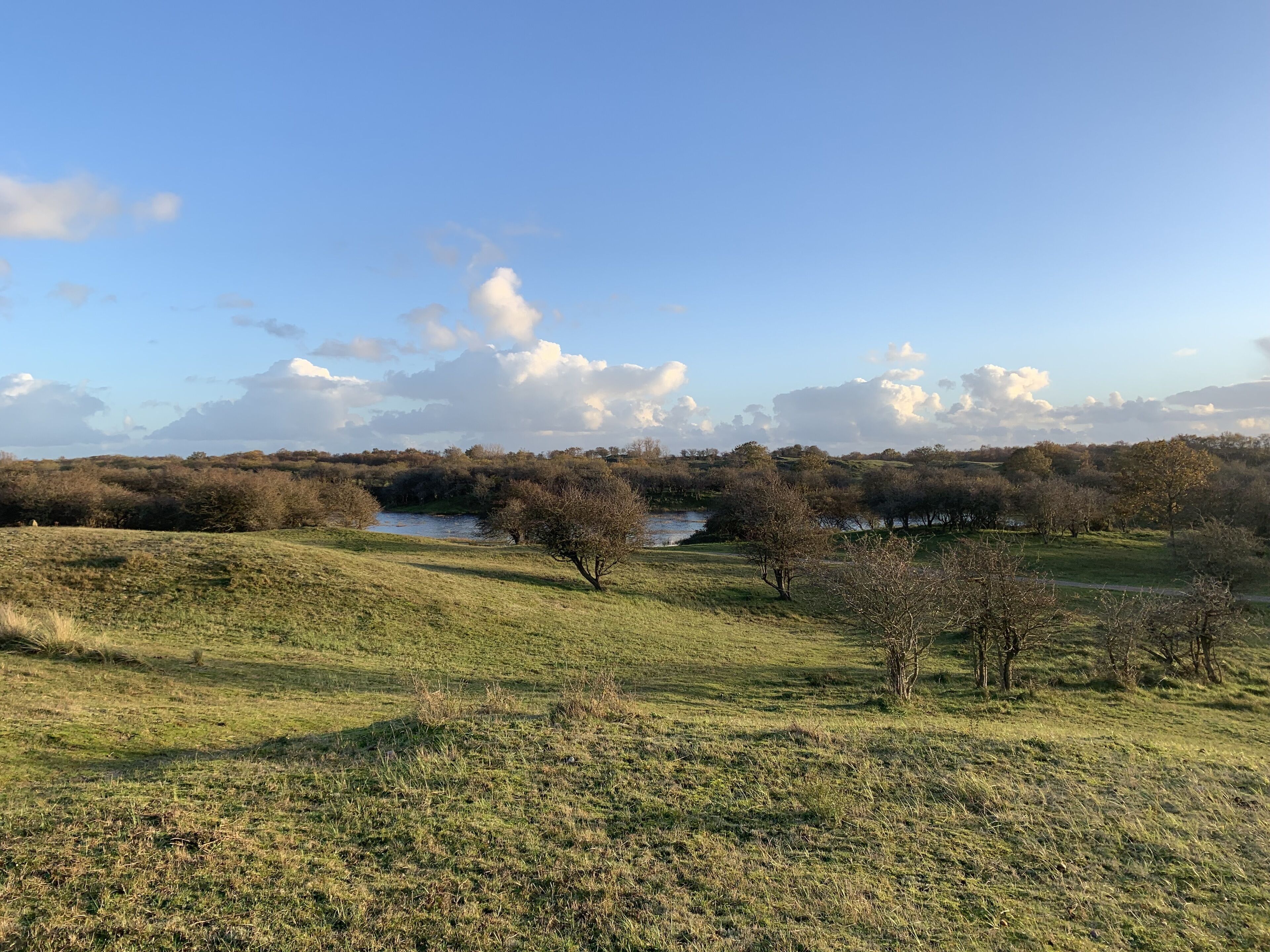 A grassy field with trees and a body of water in the distance.