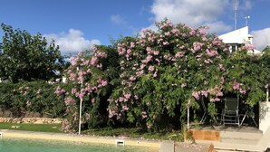 Een zwembad met een helderblauwe lucht en achtergrond van bloeiende roze bloemen.