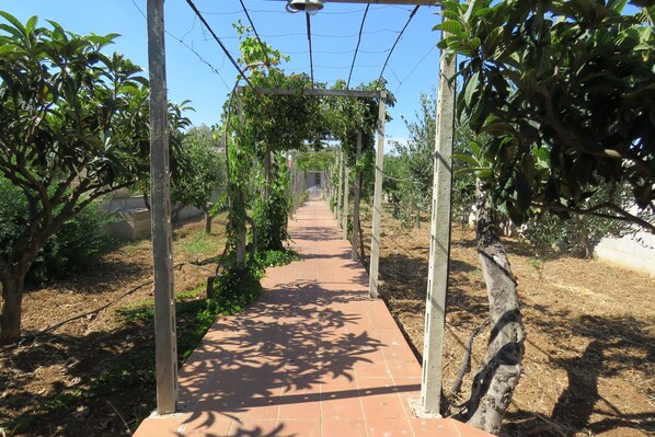 Un sentier bordé d’arbres et une pergola.