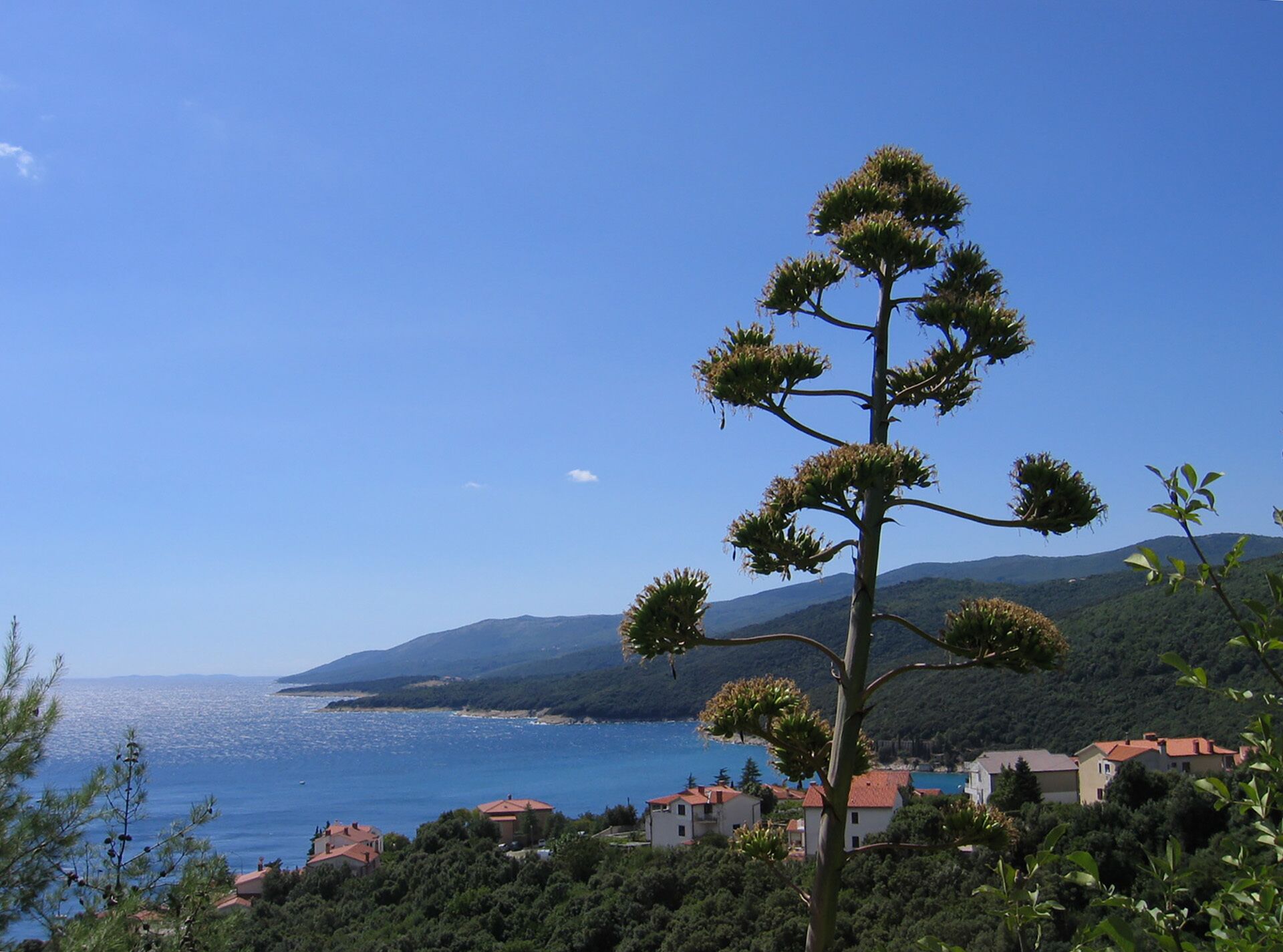 A coastal landscape with a prominent tree, houses, and a clear view of the sea.