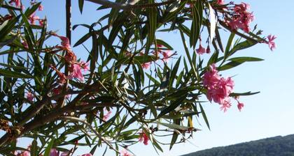 Tranquility of countryside 500m from the city center and 4km from the sea