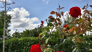 A garden with red roses and green foliage.