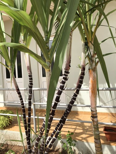 Guest House Terezinha