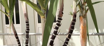 Guest House Terezinha