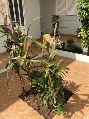 Exterior - Guest House Terezinha (Luanda)