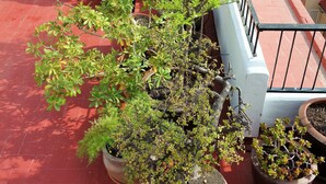 A rooftop garden with potted plants and a red tiled floor.