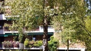 Ein Innenhof mit einer Palme, einem großen Baum und einem Gebäude mit Balkonen und Fenstern.