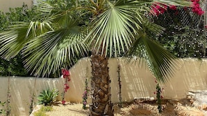 A palm tree in a garden with a beige wall and a fence in the background. - Villa with pool and panoramic views of the Mediterranean Sea (Benitachell)